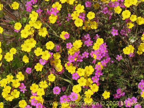 Imágen de Oxalis strictula (). Haga un clic para aumentar parte de imágen.