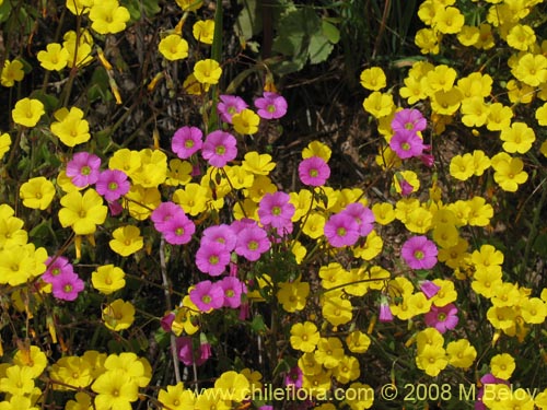 Bild von Oxalis strictula (). Klicken Sie, um den Ausschnitt zu vergrössern.