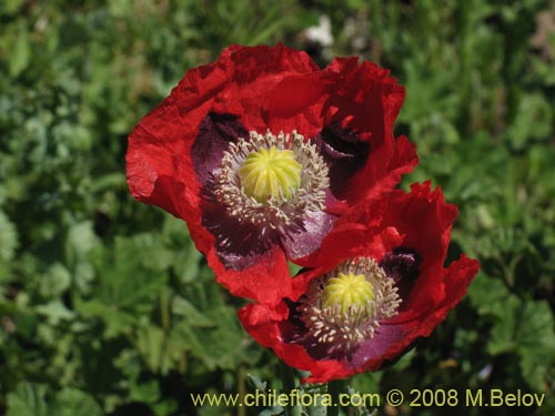 Image of Papaver sp.   #1448 (). Click to enlarge parts of image.
