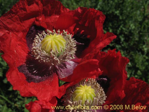 Image of Papaver sp.   #1448 (). Click to enlarge parts of image.