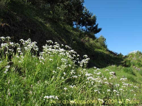 Bild von Allium neapolitanum (Lagrimas de la virgen). Klicken Sie, um den Ausschnitt zu vergrössern.