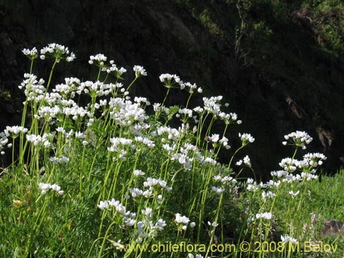 Imágen de Allium neapolitanum (Lagrimas de la virgen). Haga un clic para aumentar parte de imágen.