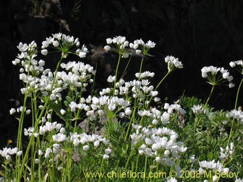 Imágen de Allium neapolitanum (Lagrimas de la virgen). Haga un clic para aumentar parte de imágen.