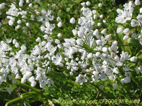 Imágen de Allium neapolitanum (Lagrimas de la virgen). Haga un clic para aumentar parte de imágen.