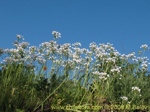 Image of Allium neapolitanum (Lagrimas de la virgen). Click to enlarge parts of image.