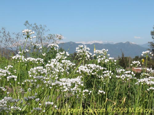 Фотография Allium neapolitanum (Lagrimas de la virgen). Щелкните, чтобы увеличить вырез.