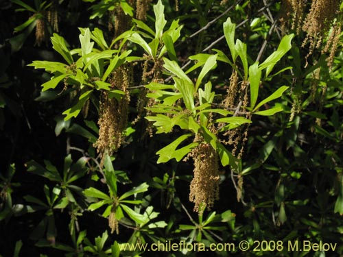 Фотография Quercus nigra (Roble negro / Roble americano / Roble del agua). Щелкните, чтобы увеличить вырез.