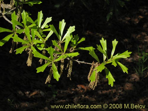 Bild von Quercus nigra (Roble negro / Roble americano / Roble del agua). Klicken Sie, um den Ausschnitt zu vergrössern.