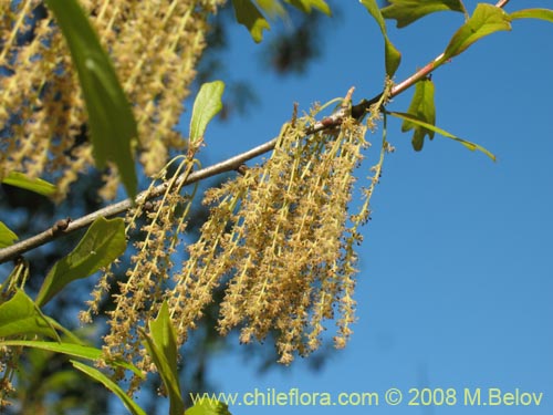 Image of Quercus nigra (Roble negro / Roble americano / Roble del agua). Click to enlarge parts of image.