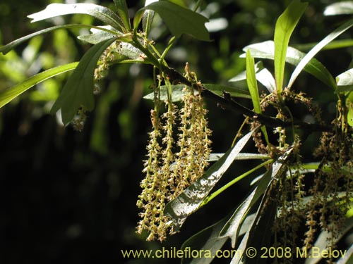 Bild von Quercus nigra (Roble negro / Roble americano / Roble del agua). Klicken Sie, um den Ausschnitt zu vergrössern.