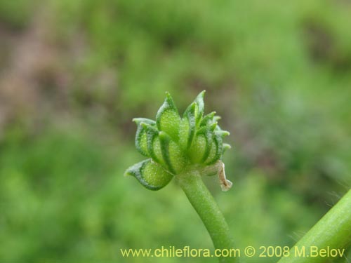 Ranunculus sp. #1765の写真