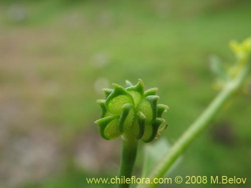 Ranunculus sp. 1765 #1765の写真