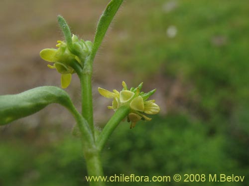 Ranunculus sp. 1765 #1765의 사진