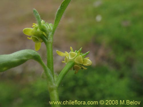 Image of Ranunculus sp. #1765 (). Click to enlarge parts of image.