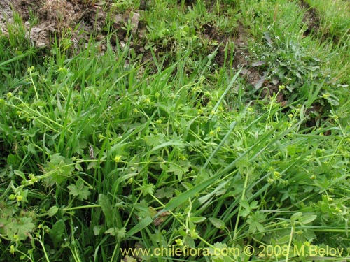 Ranunculus sp. #1765의 사진