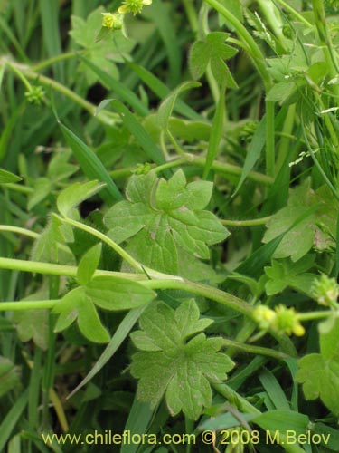 Ranunculus sp. #1765의 사진