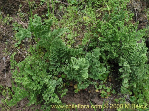 Imágen de Adiantum scabrum (). Haga un clic para aumentar parte de imágen.