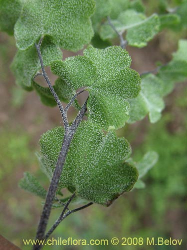 Adiantum scabrum的照片