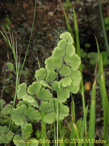 Adiantum scabrum的照片