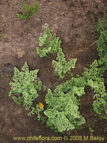 Adiantum scabrumの写真