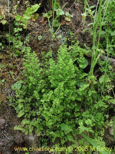 Bild von Adiantum excisum (). Klicken Sie, um den Ausschnitt zu vergrössern.