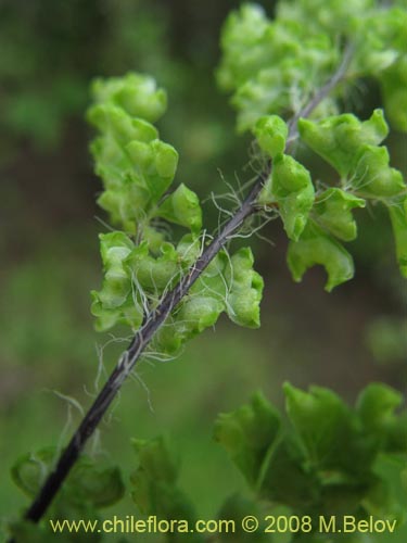 Adiantum excisum的照片