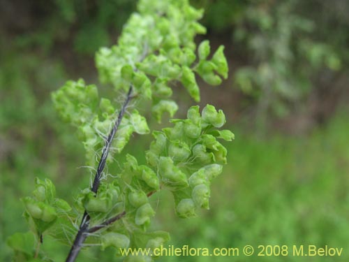 Bild von Adiantum excisum (). Klicken Sie, um den Ausschnitt zu vergrössern.