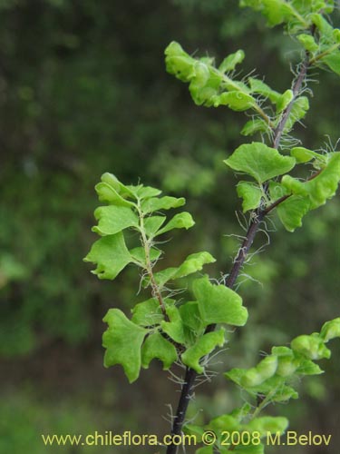 Imágen de Adiantum excisum (). Haga un clic para aumentar parte de imágen.