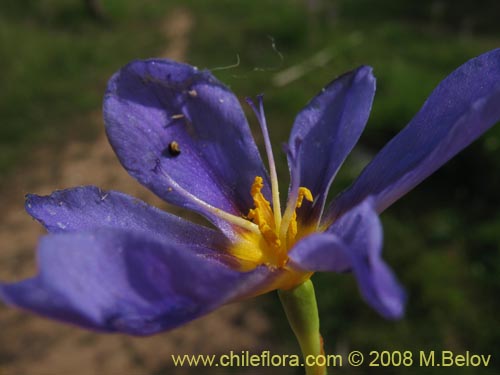 Imágen de Calydorea xyphioides (). Haga un clic para aumentar parte de imágen.