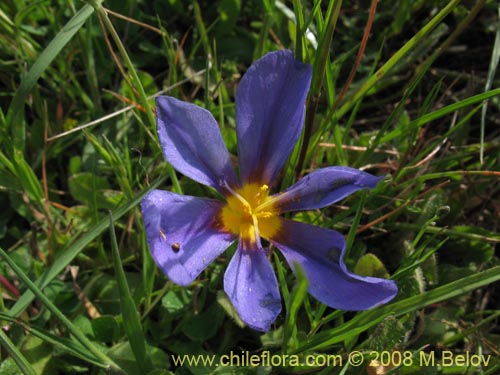 Image of Calydorea xyphioides (). Click to enlarge parts of image.