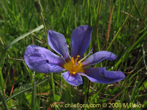 Image of Calydorea xyphioides (). Click to enlarge parts of image.