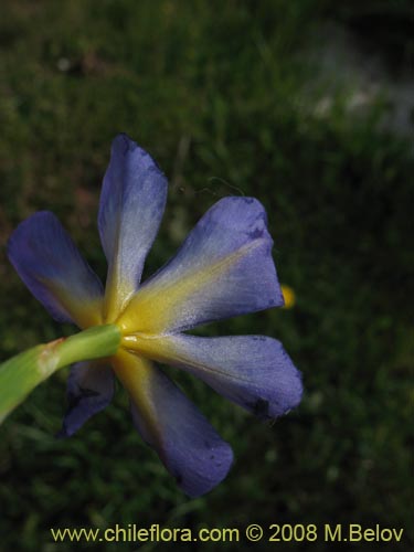 Bild von Calydorea xyphioides (). Klicken Sie, um den Ausschnitt zu vergrössern.