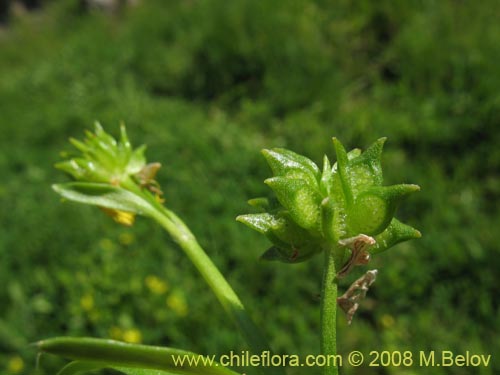 Фотография Ranunculus muricatus (Botón de oro / Ensalada de ranas / Pata de gallo). Щелкните, чтобы увеличить вырез.