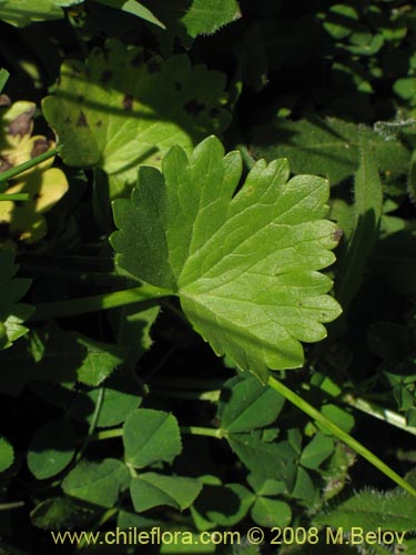 Image of Ranunculus muricatus (Botón de oro / Ensalada de ranas / Pata de gallo). Click to enlarge parts of image.