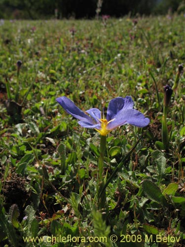 Image of Calydorea xyphioides (). Click to enlarge parts of image.