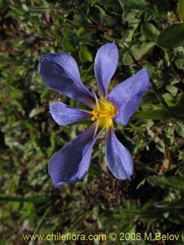 Image of Calydorea xyphioides (). Click to enlarge parts of image.