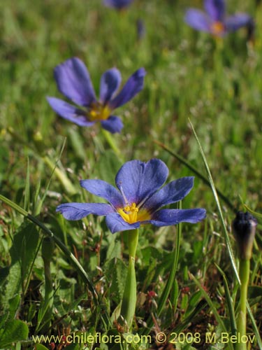 Image of Calydorea xyphioides (). Click to enlarge parts of image.