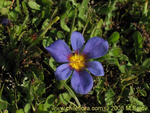 Image of Calydorea xyphioides (). Click to enlarge parts of image.