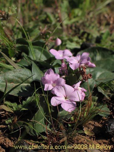 Image of Stenandrium dulce (Hierba de la piñada). Click to enlarge parts of image.