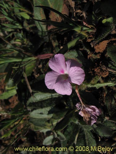 Image of Stenandrium dulce (Hierba de la piñada). Click to enlarge parts of image.