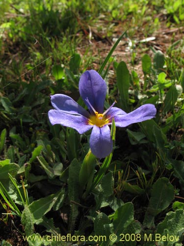 Image of Calydorea xyphioides (). Click to enlarge parts of image.