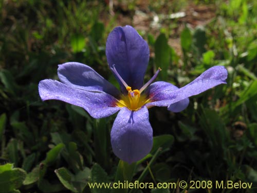 Image of Calydorea xyphioides (). Click to enlarge parts of image.