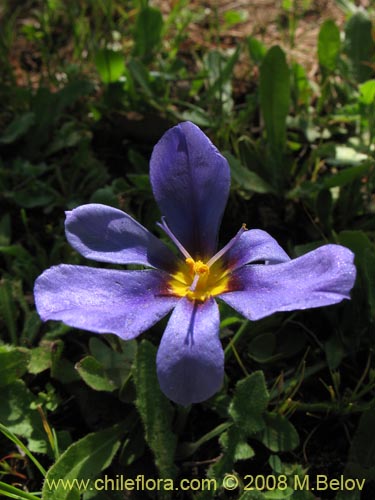 Bild von Calydorea xyphioides (). Klicken Sie, um den Ausschnitt zu vergrössern.