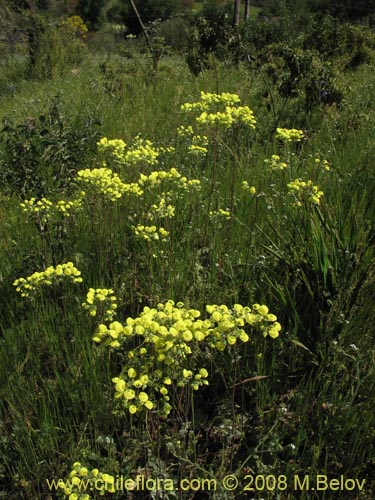 Image of Calceolaria nudicaulis (). Click to enlarge parts of image.