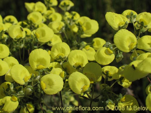 Bild von Calceolaria nudicaulis (). Klicken Sie, um den Ausschnitt zu vergrössern.