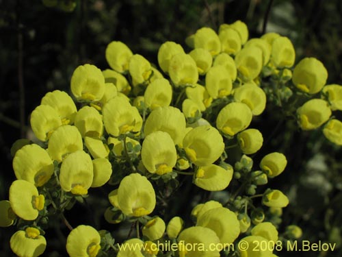 Imágen de Calceolaria nudicaulis (). Haga un clic para aumentar parte de imágen.