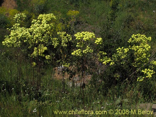 Calceolaria nudicaulis의 사진