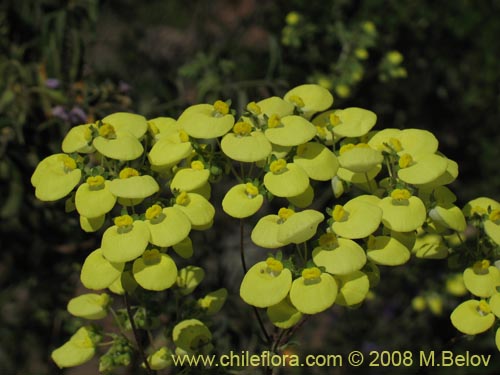 Image of Calceolaria nudicaulis (). Click to enlarge parts of image.