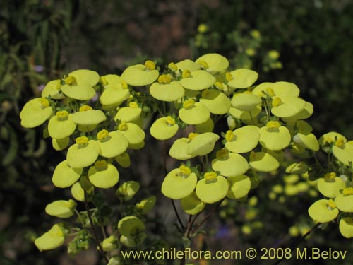 Image of Calceolaria nudicaulis (). Click to enlarge parts of image.