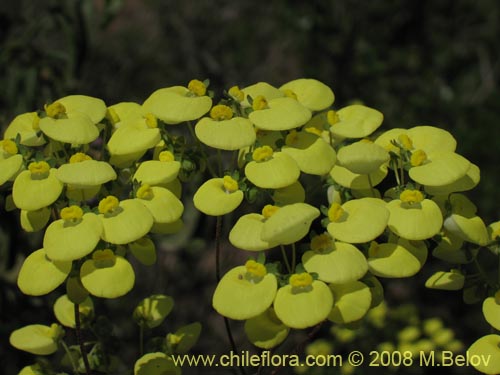 Bild von Calceolaria nudicaulis (). Klicken Sie, um den Ausschnitt zu vergrössern.